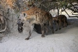 Seba - Hyena Moving Apartments